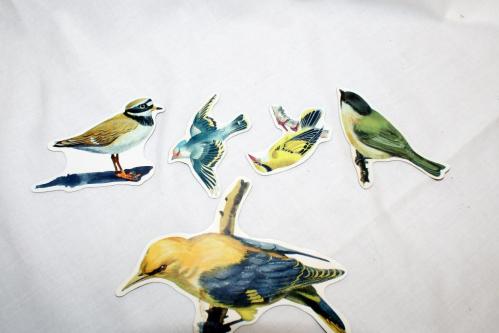 5 Magnet Vögel für Kühlschrank,etc in Bremgarten - Bild 2