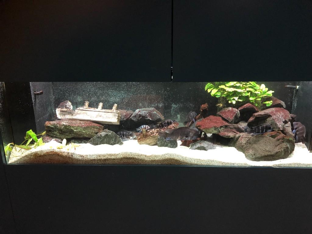 Aquarium zwei Meter in Urdorf - Bild 1