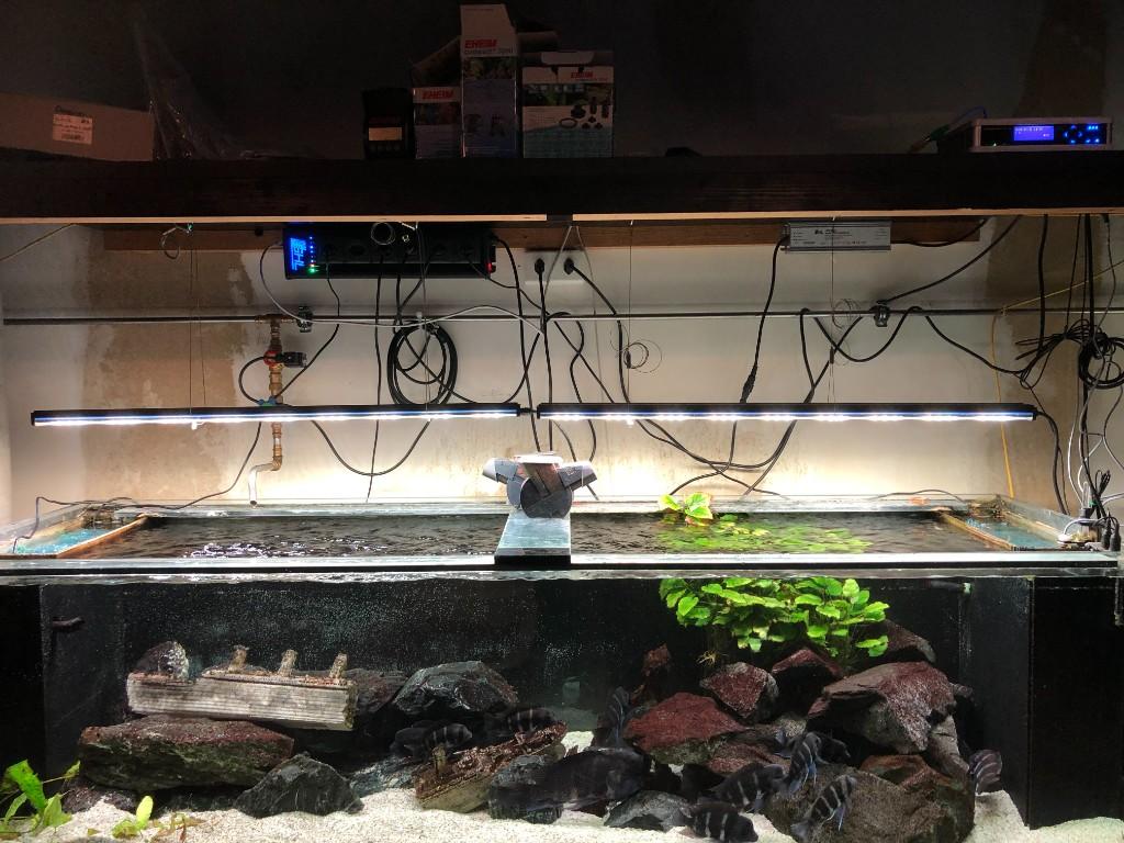 Aquarium zwei Meter in Urdorf - Bild 3