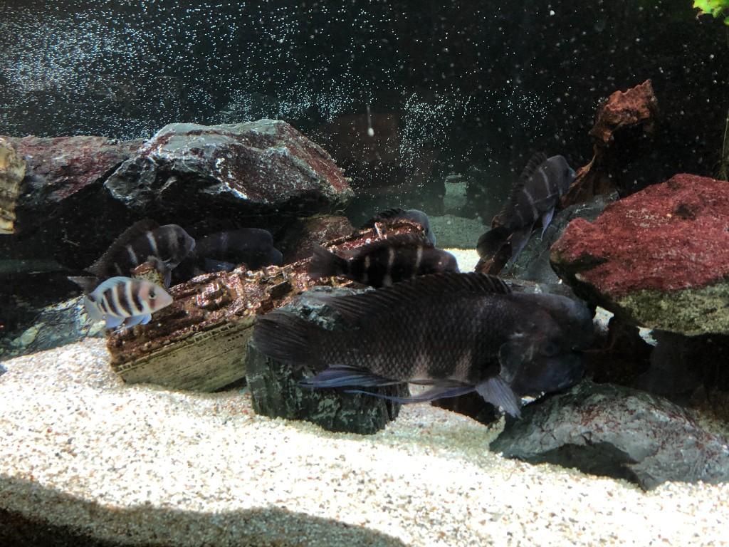 Aquarium zwei Meter in Urdorf - Bild 4