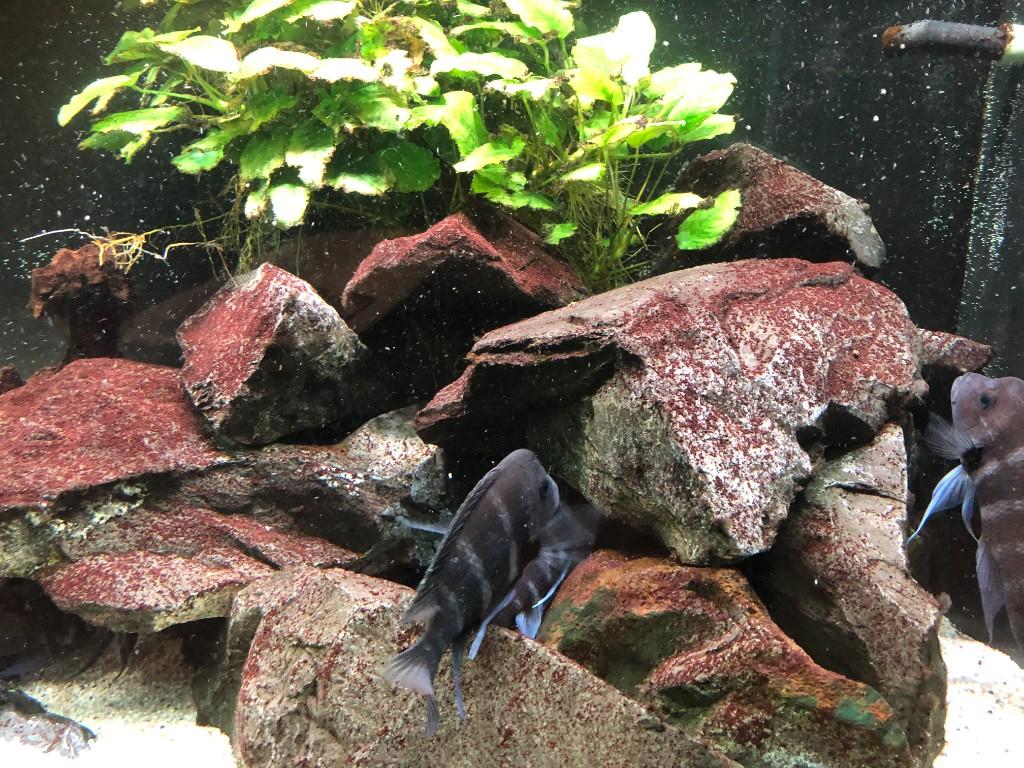 Aquarium zwei Meter in Urdorf - Bild 5