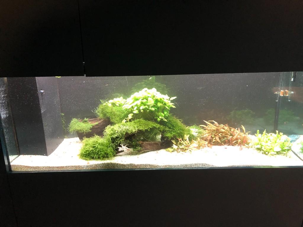 Aquarium 1m 60 in Urdorf - Bild 1