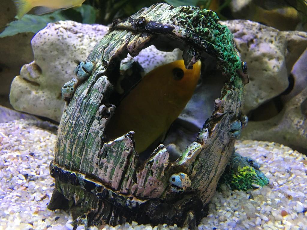 Aquarium 1m 60 Yellow in Urdorf - Bild 2