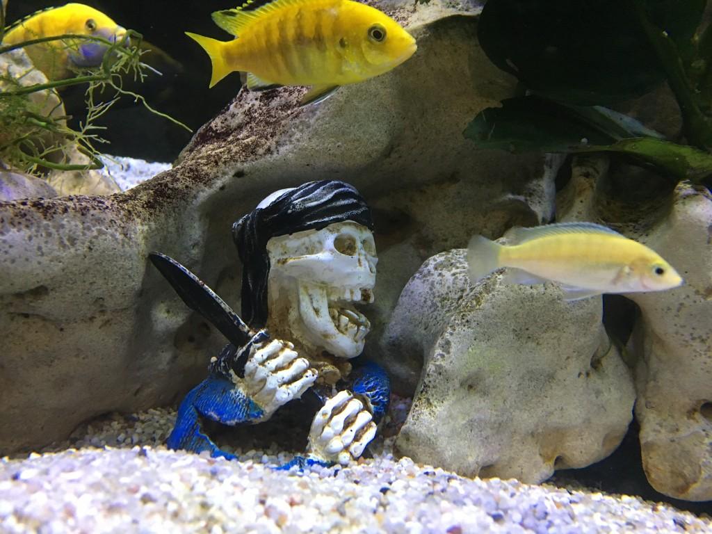 Aquarium 1m 60 Yellow in Urdorf - Bild 3