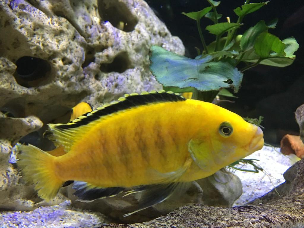 Aquarium 1m 60 Yellow in Urdorf - Bild 5