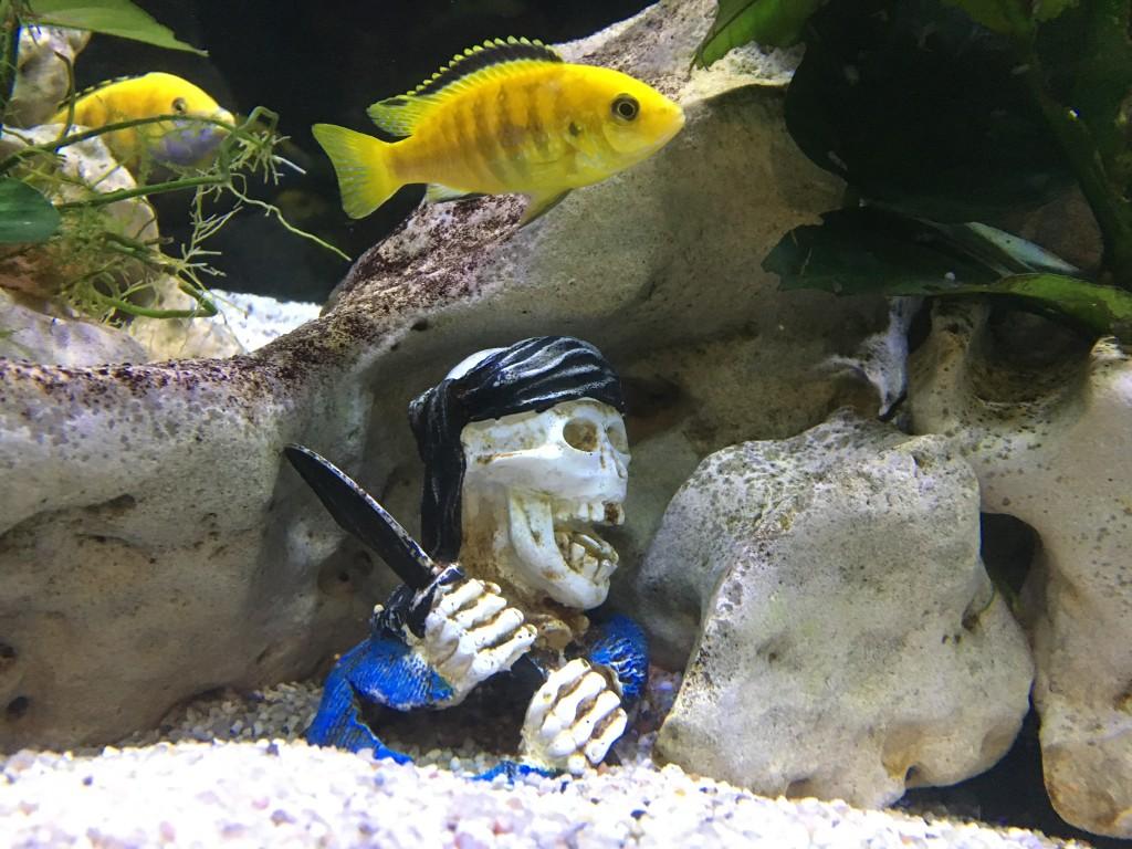Aquarium 1m 60 Yellow in Urdorf - Bild 6