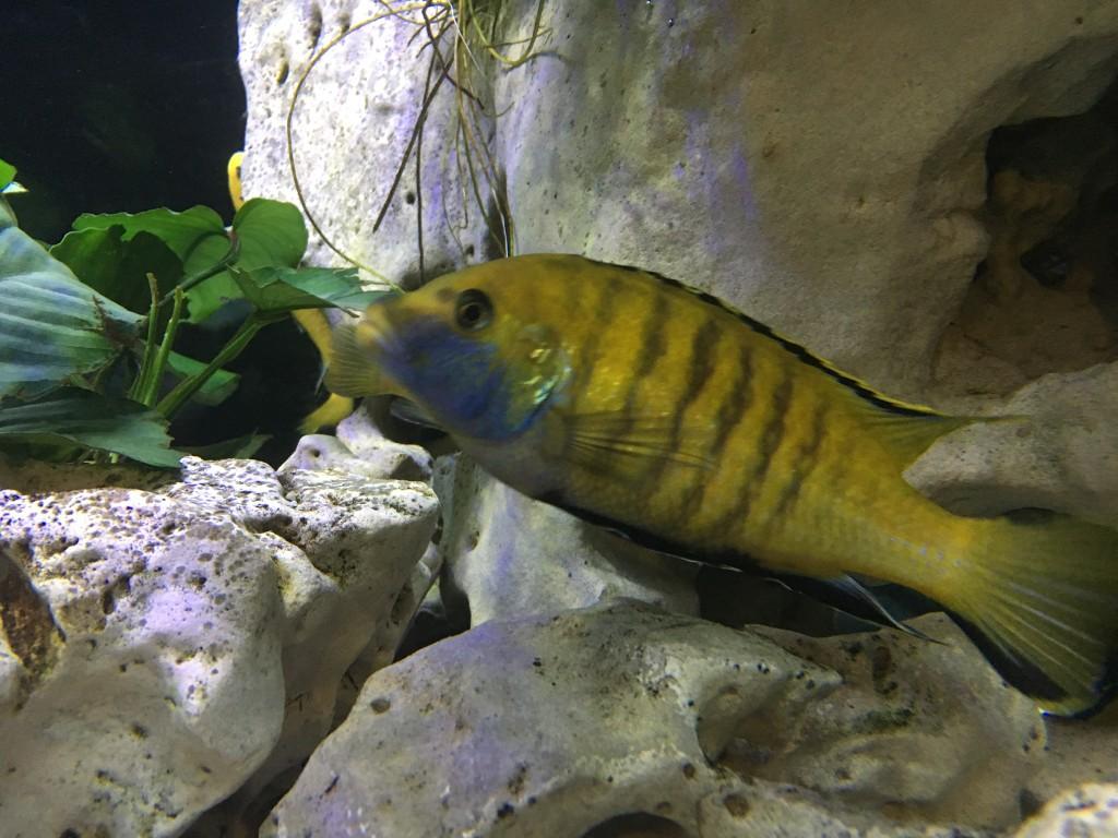 Aquarium 1m 60 Yellow in Urdorf - Bild 7