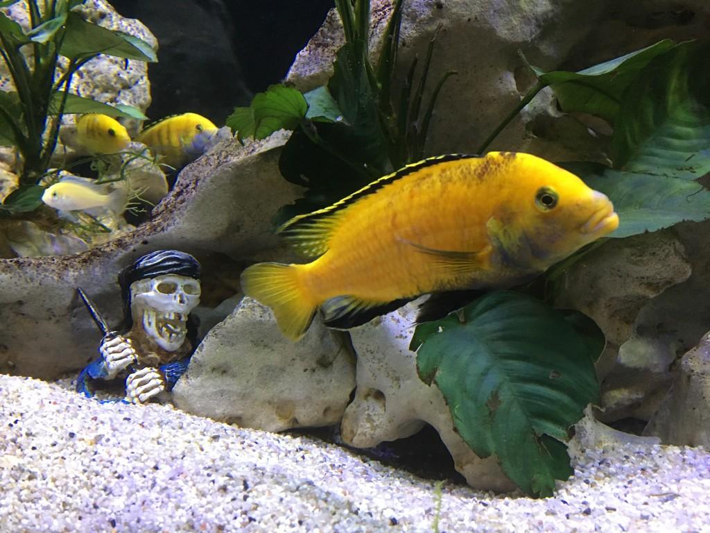 Aquarium 1m 60 Yellow in Urdorf - Bild 8