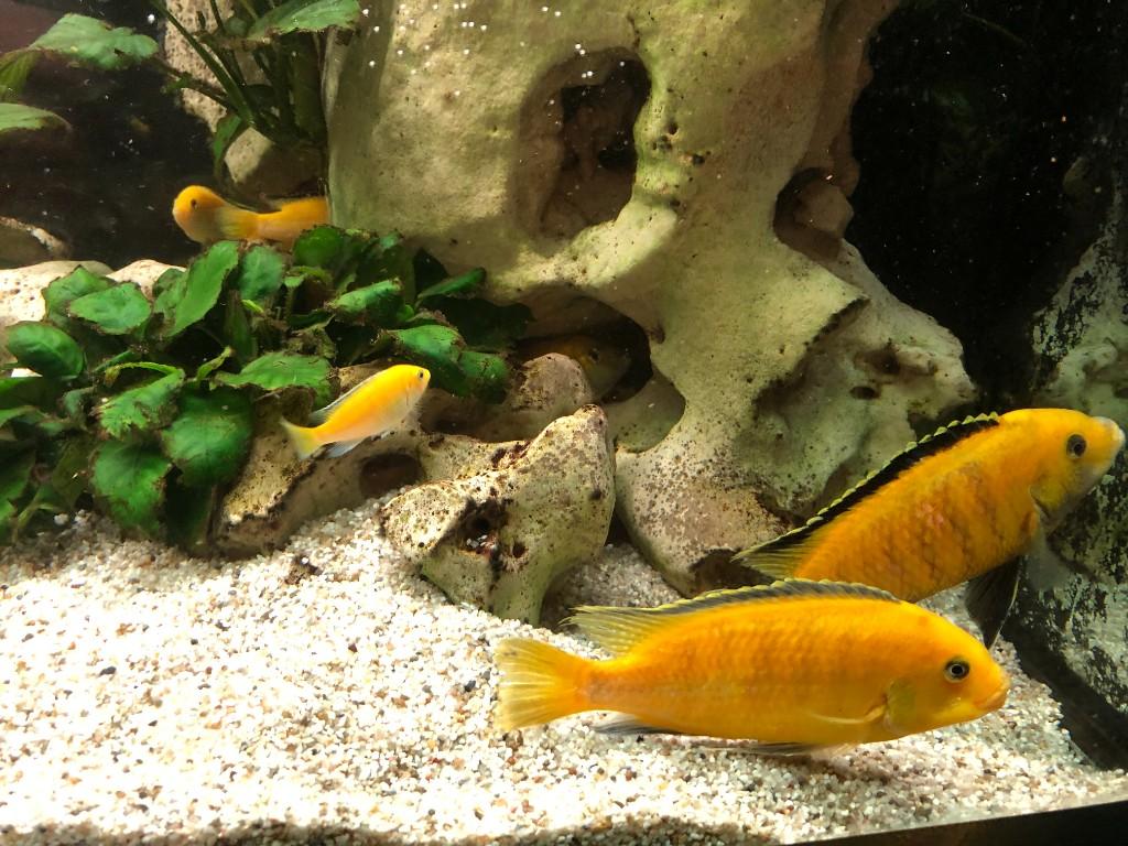Aquarium 1m 60 Yellow in Urdorf - Bild 10