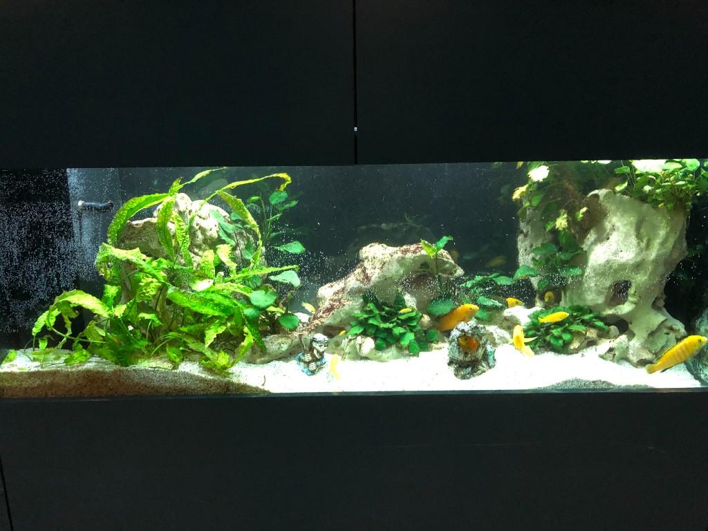 Aquarium 1m 60 Yellow in Urdorf - Bild 12