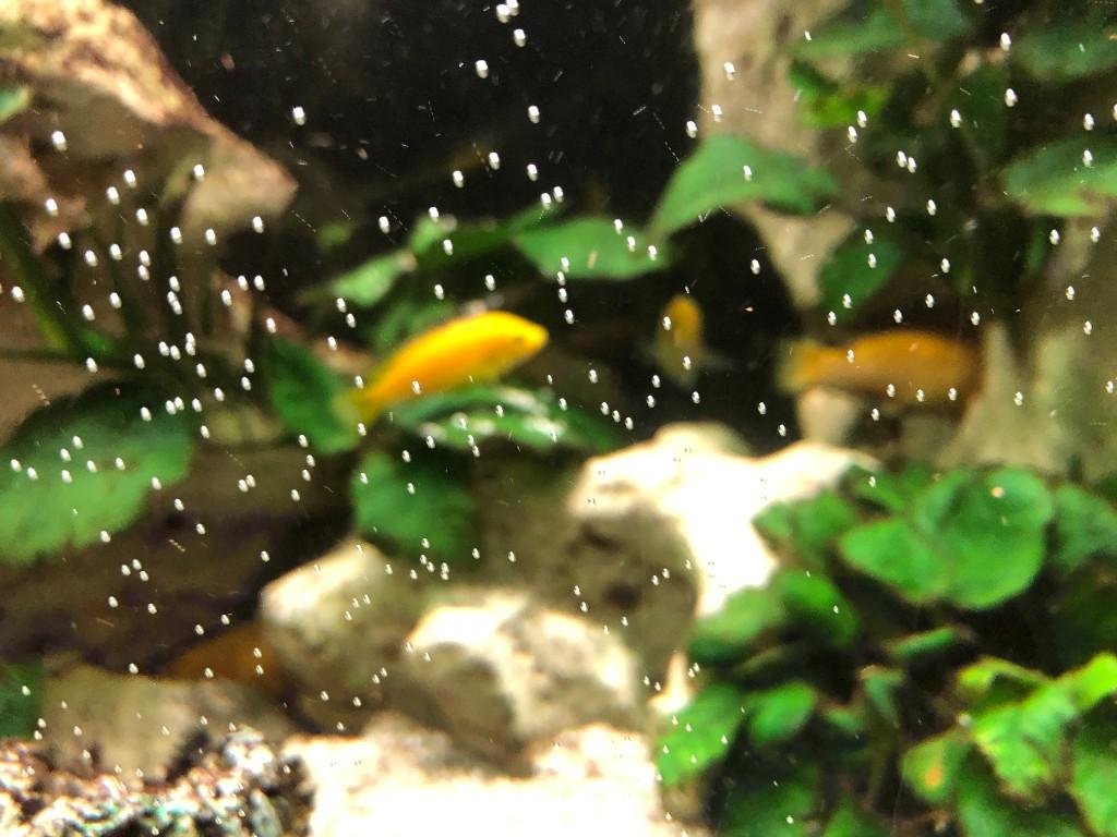 Aquarium 1m 60 Yellow in Urdorf - Bild 1