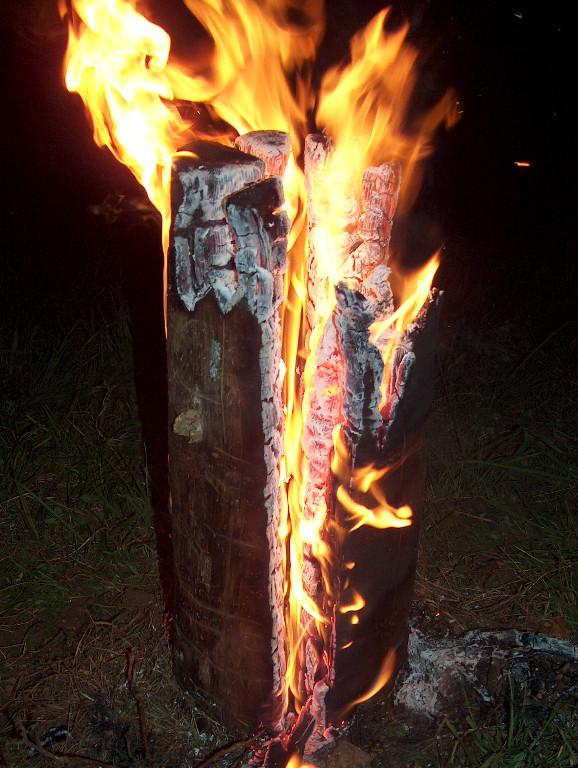 Finnenkerzen in Wettingen - Bild 4
