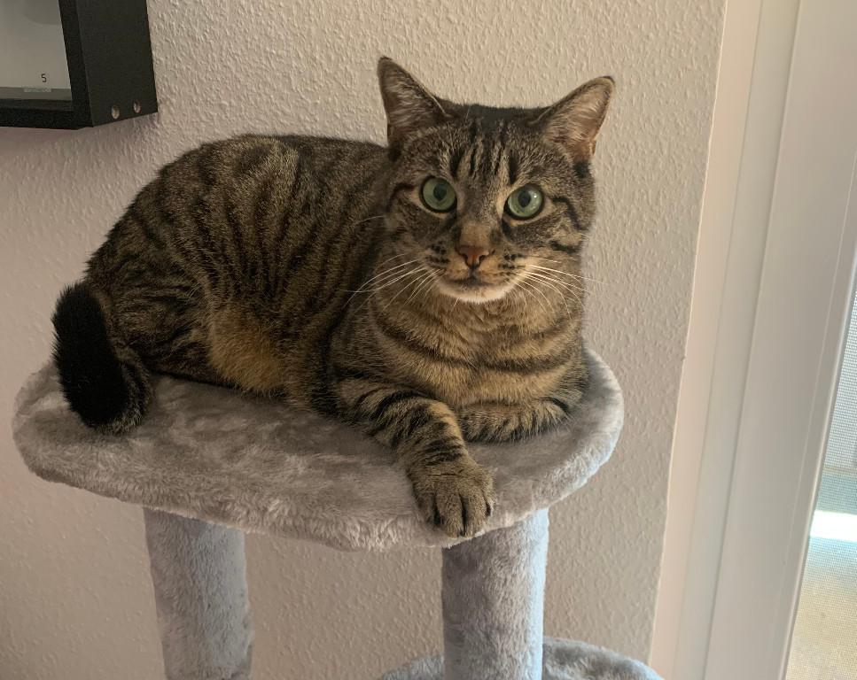 ich suche Katzen Betreuung in Münchenstein - Bild 1