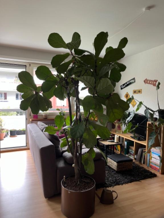 1.5-Zimmer-Wohnung in Zürich-Altstetten zur Untermiete (Dezember in Opfikon - Bild 6