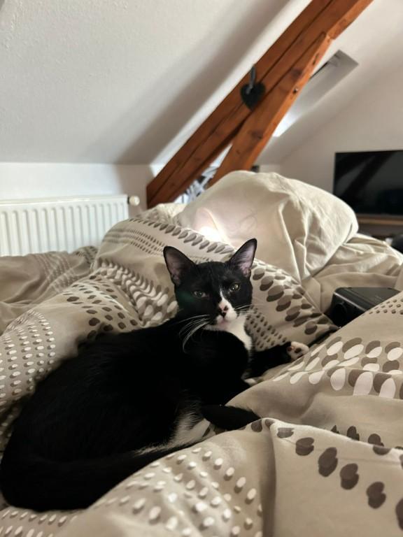 Catsitting Katzensitter in Freiburg - Bild 2