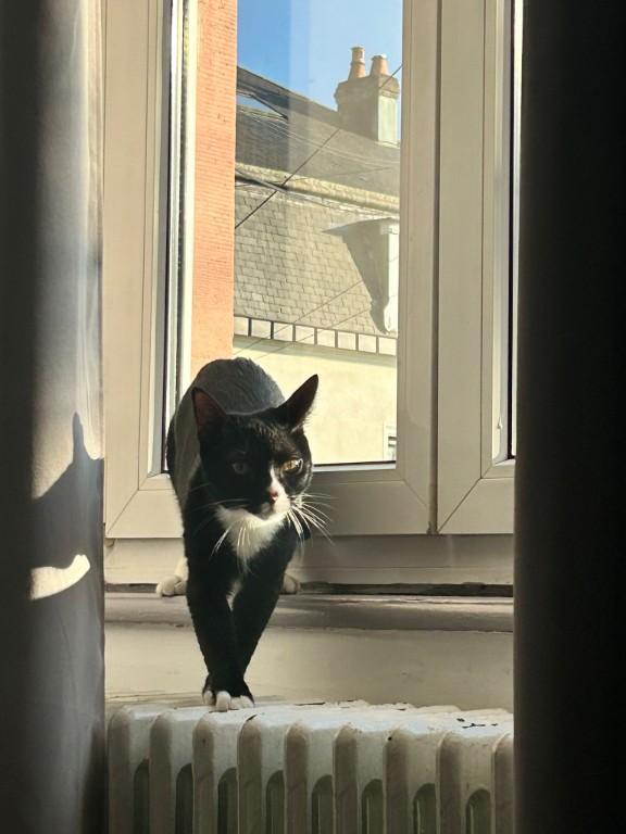 Catsitting Katzensitter in Freiburg - Bild 3
