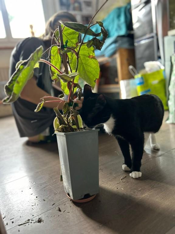 Catsitting Katzensitter in Freiburg - Bild 4