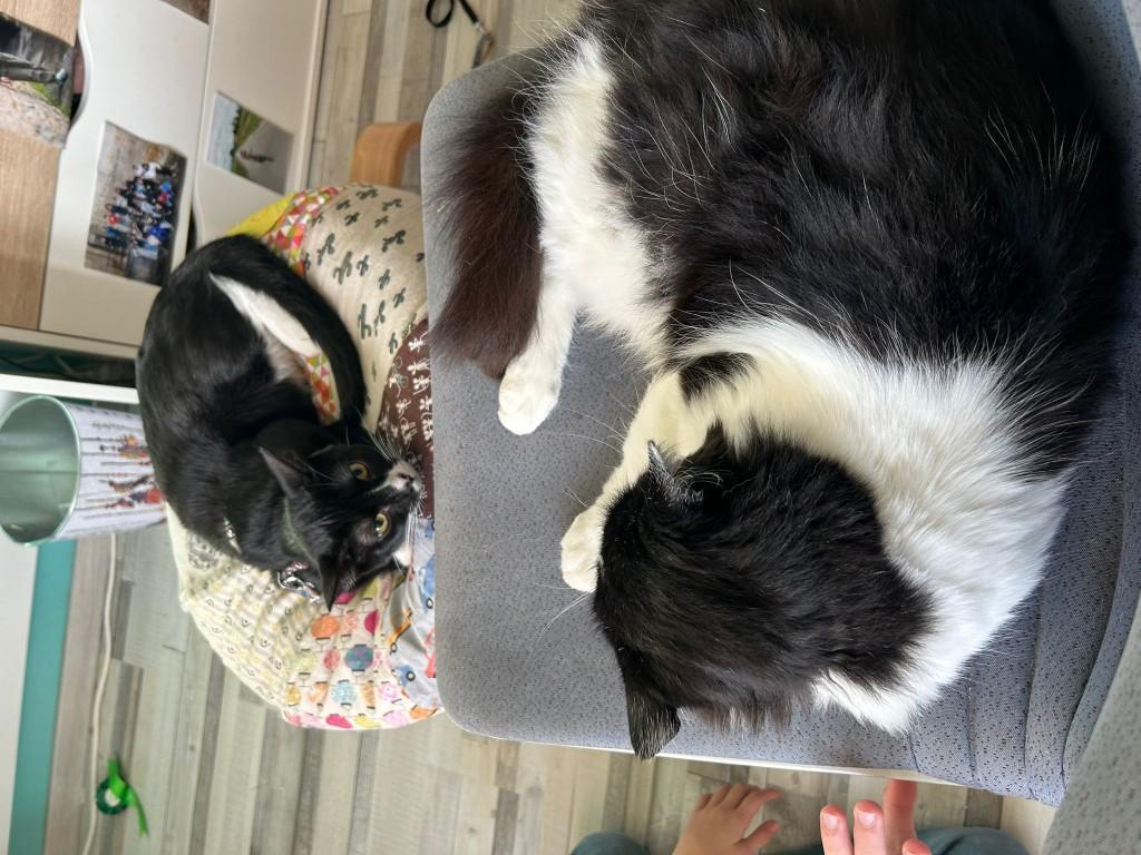 Catsitting Katzensitter in Freiburg - Bild 1