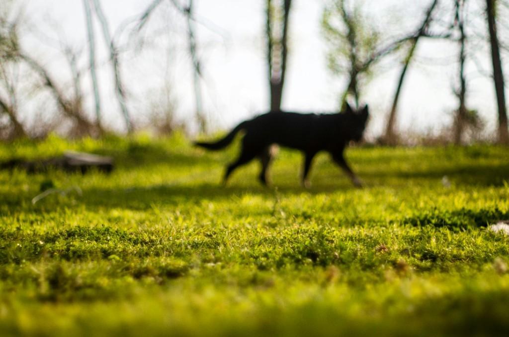 Hundeangst Sensibilisierung (Kynophobie) in Sursee - Bild 1