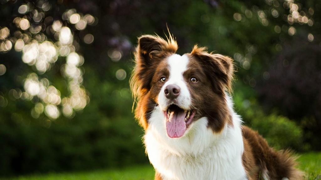 Dog-Walk Service - Raum Luzern in Sursee - Bild 1