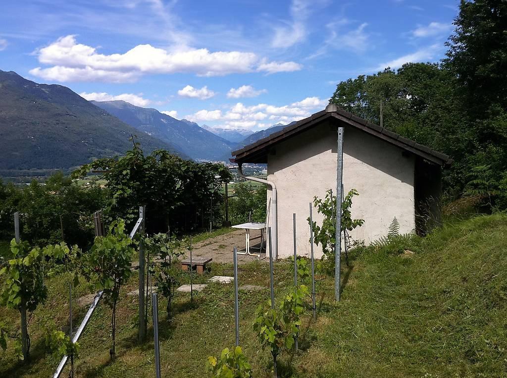 Rebberg zu verkaufen in Locarno - Bild 5