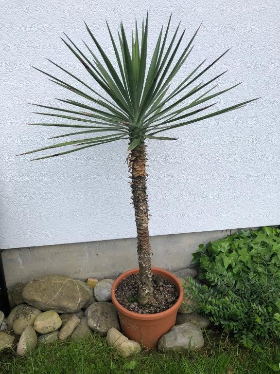 Yucca aloifolia Winterharte und Pflegeleichte schöne Palme in Kriens - Bild 1