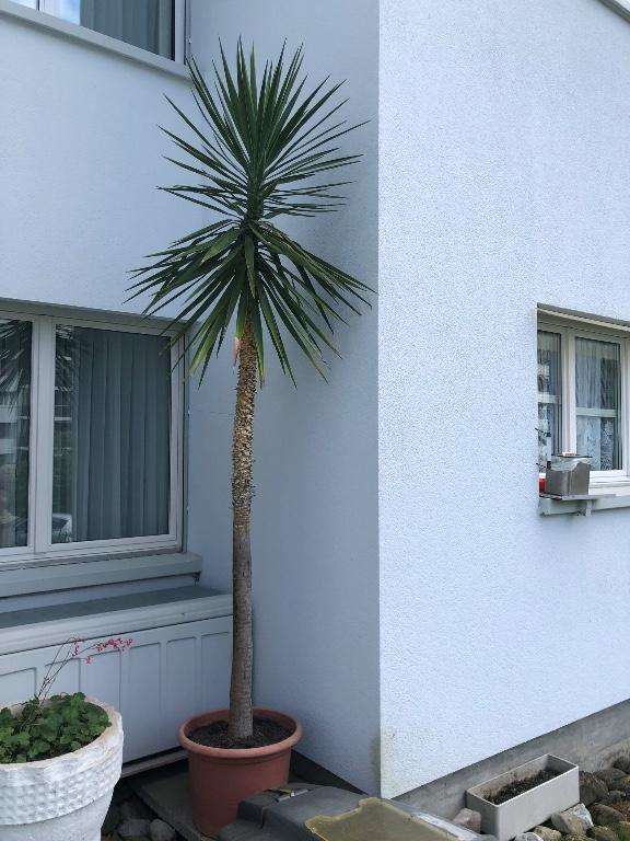 Yucca aloifolia Winterharte und Pflegeleichte schöne Palme in Kriens - Bild 2