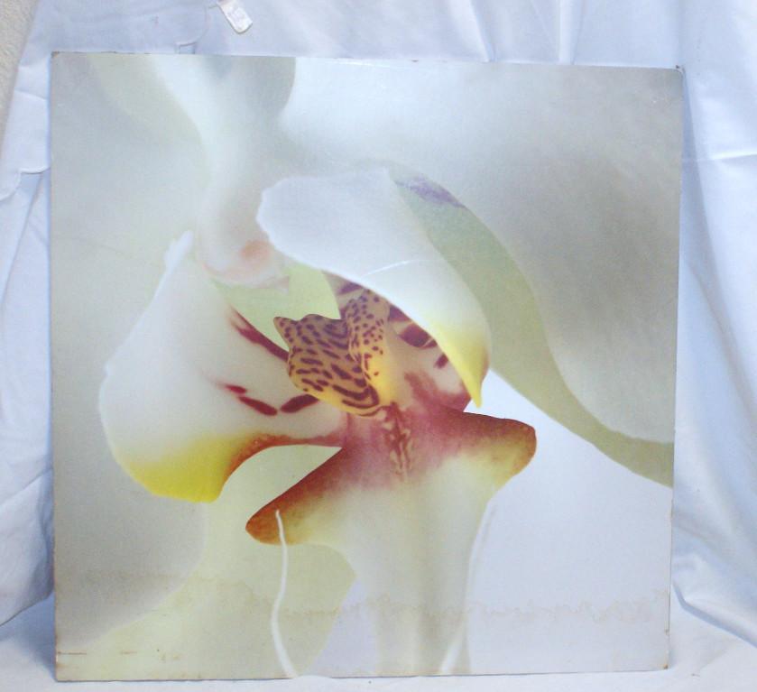 Dekoratives Wandbild Blüte 51 x 51 cm neuwertig in Urdorf - Bild 1