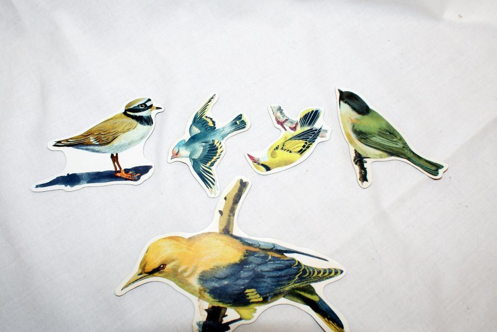 5 Magnet Vögel für Kühlschrank,etc in Urdorf - Bild 2