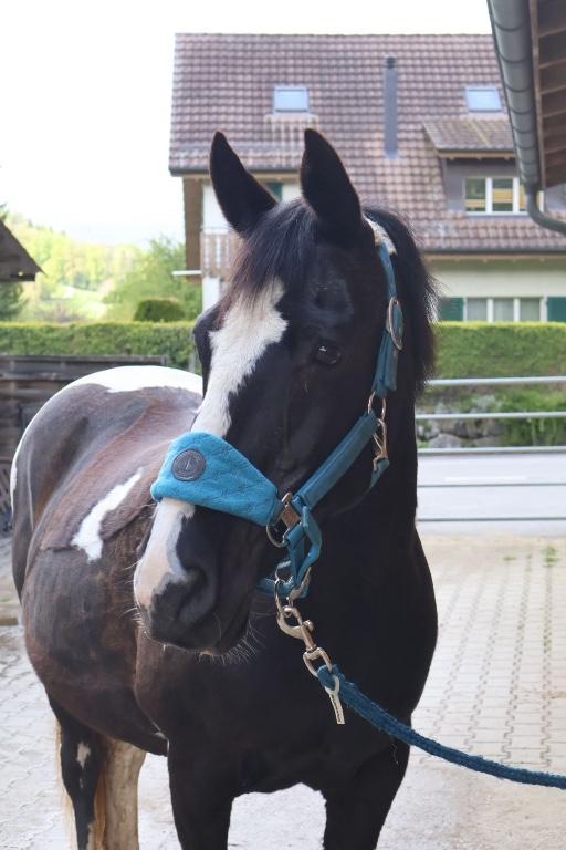 Hol dein Pferd aus dem Ausland in Dübendorf - Bild 1