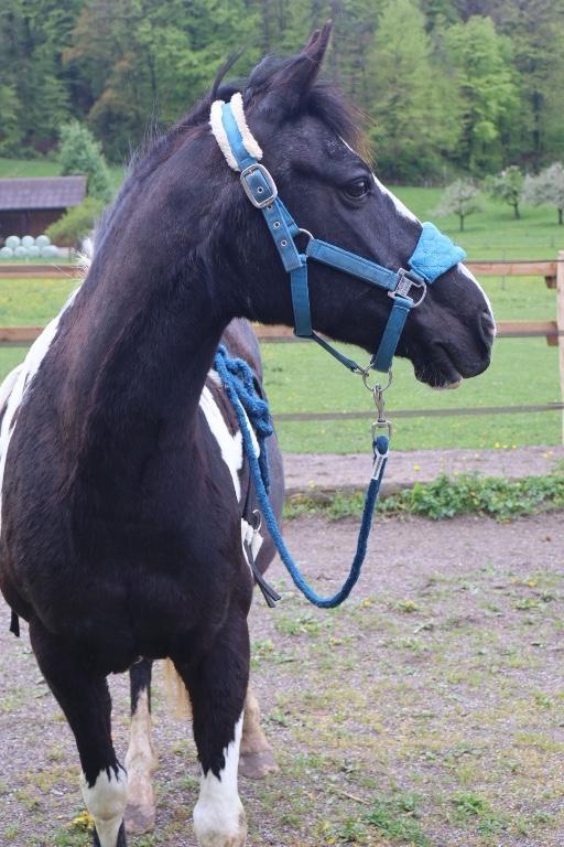 Hol dein Pferd aus dem Ausland in Dübendorf - Bild 2