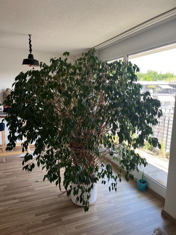 Ficus Benjamina in Winterthur - Bild 1
