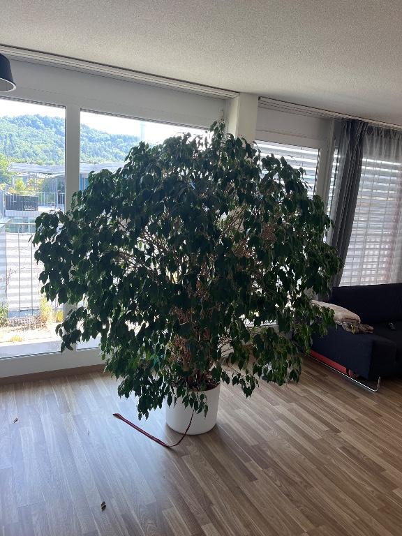 Ficus Benjamina in Winterthur - Bild 2