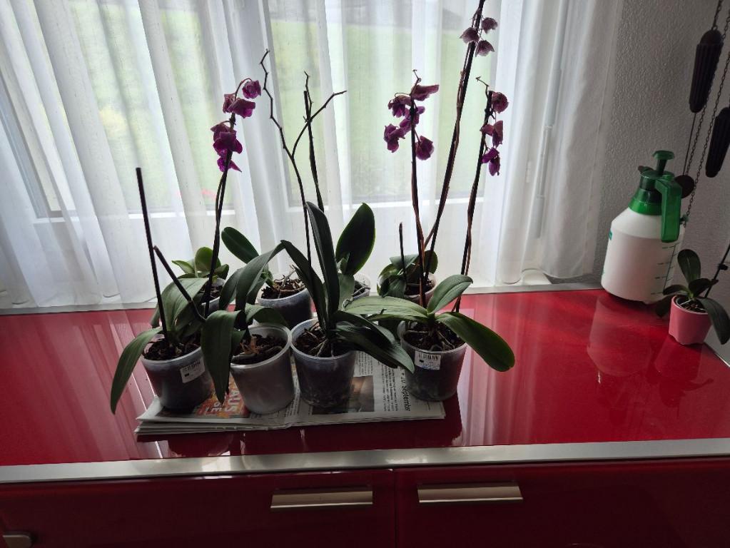 Orchideen verblüht in Hochdorf - Bild 1