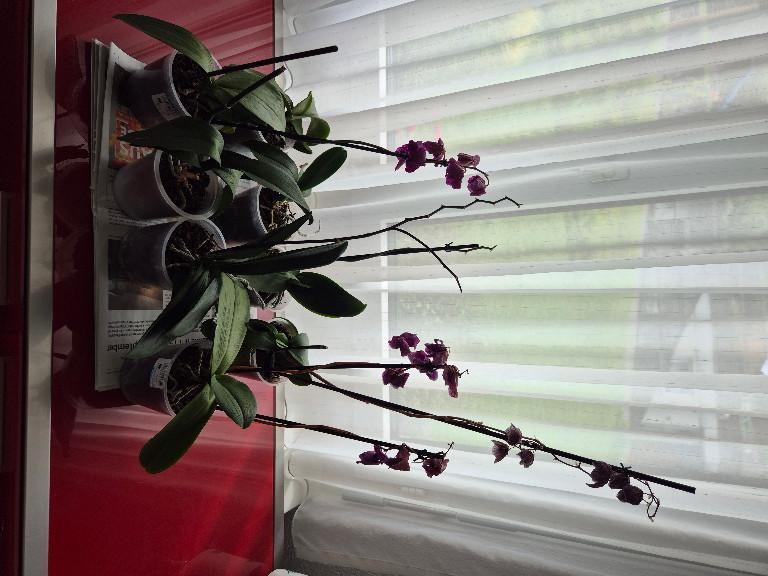 Orchideen verblüht in Hochdorf - Bild 3