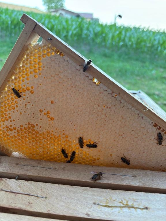 Honig aus eigener Imkerei in Willisau - Bild 3