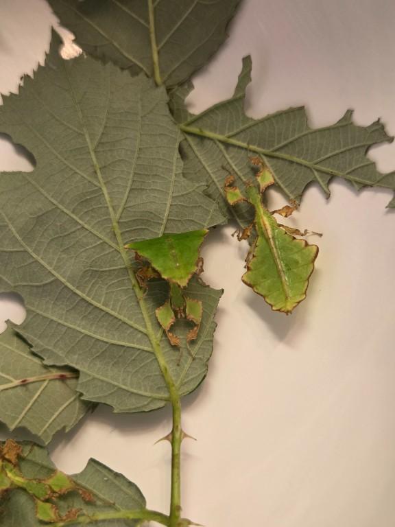 Phyllium Giganteum / Wandelndes Blatt, Jungtiere in Wald - Bild 1