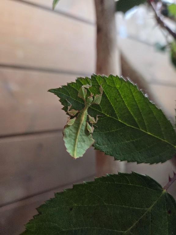 Phyllium Giganteum / Wandelndes Blatt, Jungtiere in Wald - Bild 2