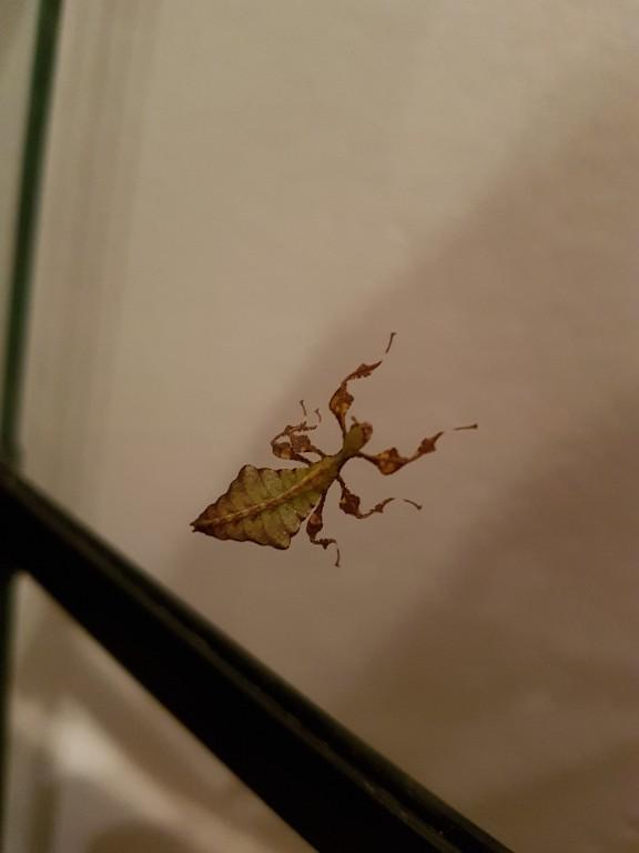 Phyllium Giganteum / Wandelndes Blatt, Jungtiere in Wald - Bild 3