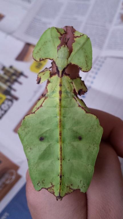 Phyllium Giganteum / Wandelndes Blatt, Jungtiere in Wald - Bild 4