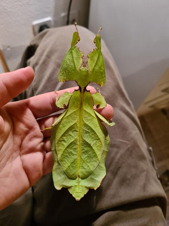 Phyllium Giganteum / Wandelndes Blatt, Jungtiere in Wald - Bild 5
