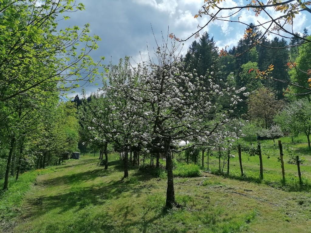 Exclusives Mehrfamilienhaus mit 37.363 qm Grund im Schwarzwald in Willisau - Bild 2