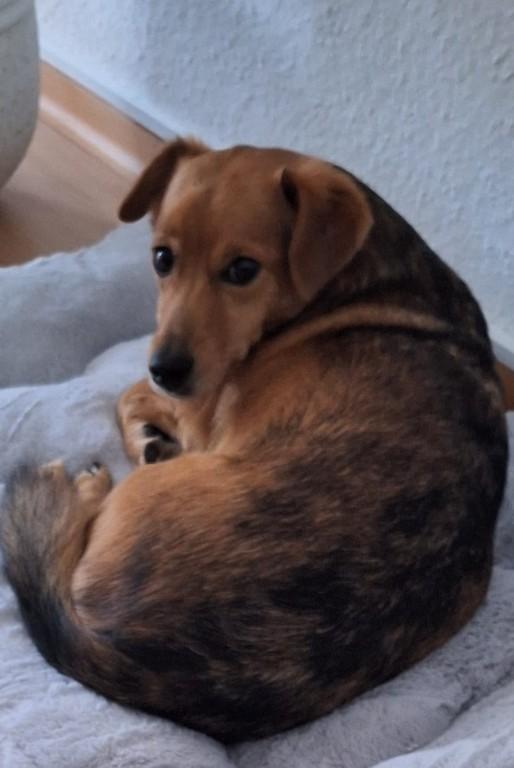 Liebevolle Hundesitter im Raum Muttenz gesucht, gerne Rentner! in Münchenstein - Bild 2