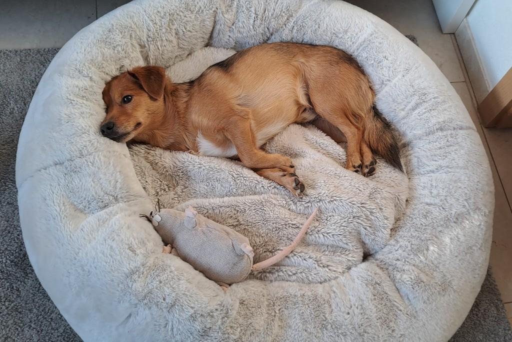 Liebevolle Hundesitter im Raum Muttenz gesucht, gerne Rentner! in Münchenstein - Bild 5