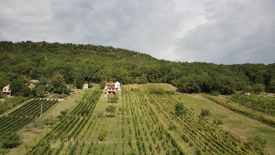 Anwesen mit Weinberg und Wohnhaus in Vinica / Slowakei in der Schweiz - Bild 1