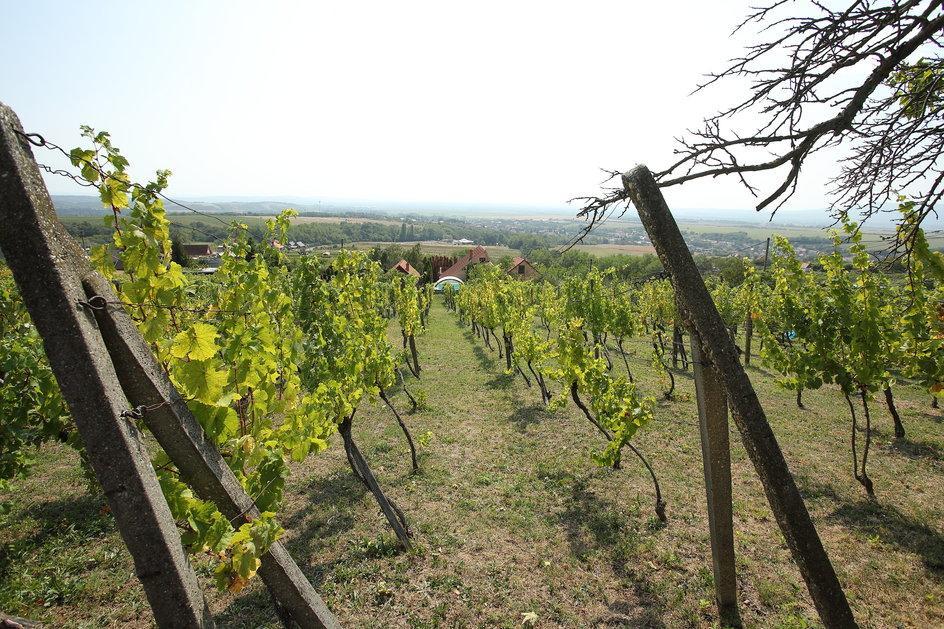 Anwesen mit Weinberg und Wohnhaus in Vinica / Slowakei in der Schweiz - Bild 2