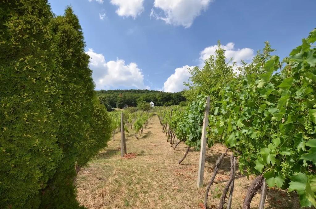 Anwesen mit Weinberg und Wohnhaus in Vinica / Slowakei in der Schweiz - Bild 3