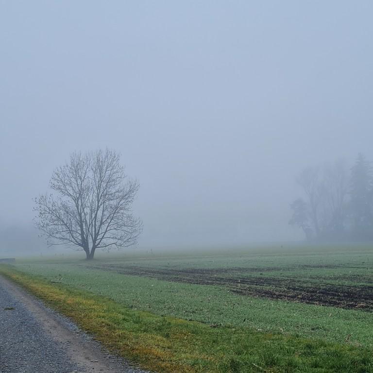 Suche eine Wiese mit kleinen Schopf /zum günstig mieten/pachten. in Mels - Bild 1