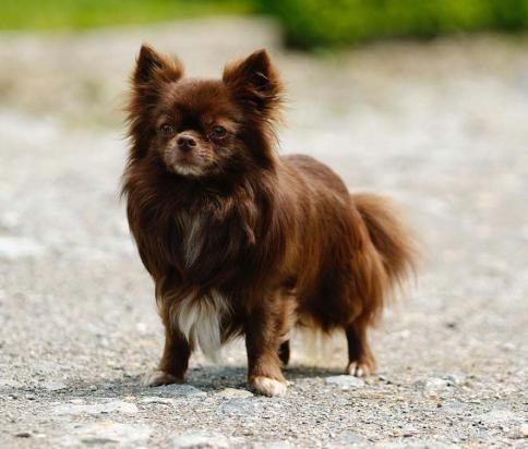 Hundebetreuung gesucht in Wohlen - Bild 1