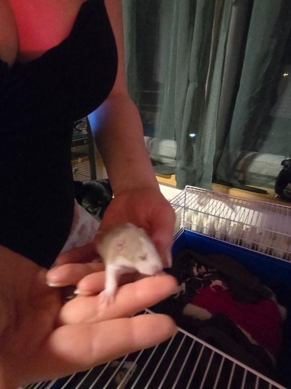 Süße kleine Rattenbabys in Olten - Bild 4